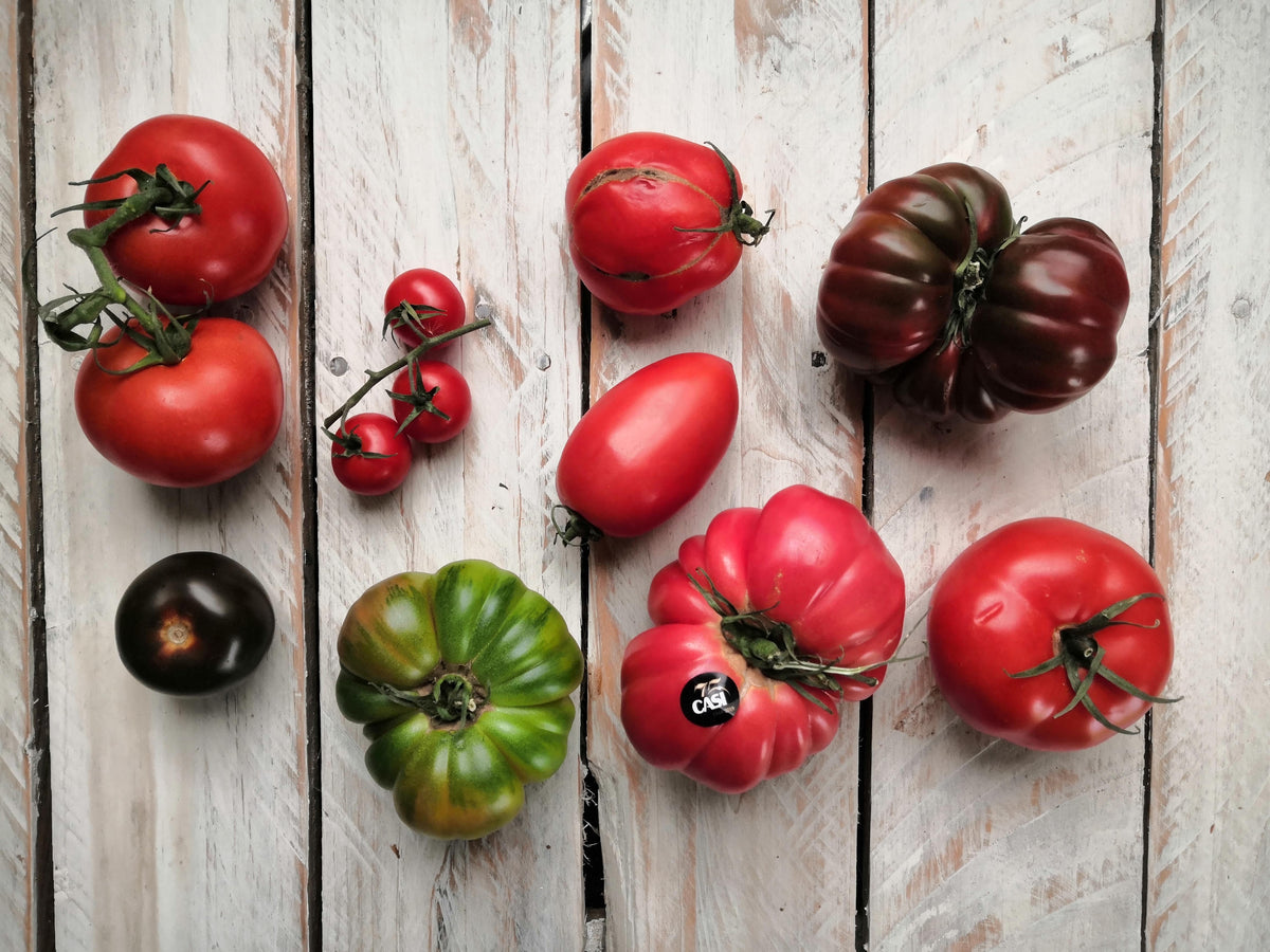 The Many Different Types of Tomatoes
